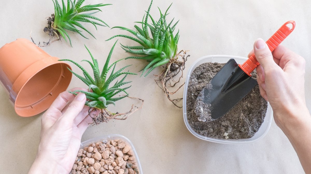 Frühlingsfrische Zimmerpflanzen: Tipps für ein erfolgreiches Umtopfen - KAKTOS