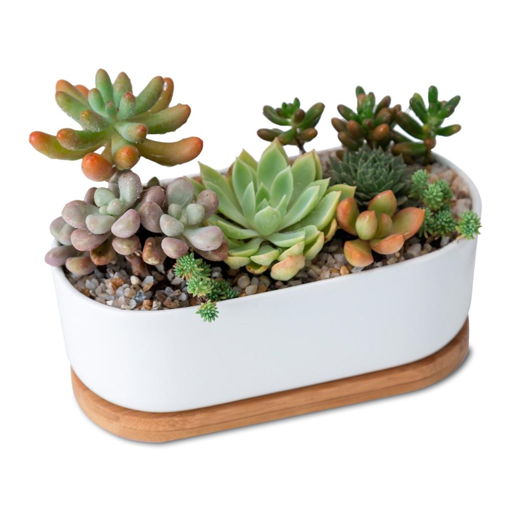 Ovaler Keramik Topf (⌀ 16cm) mit Bambusuntersetzer für Kakteen & Sukkulenten
