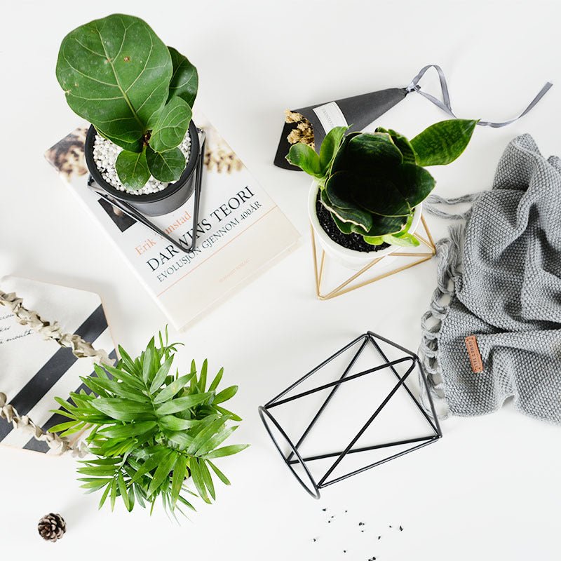 Bergen - Weißer Übertopf Ø ca 11cm mit schwarzem Ständer "Hexagon" -KAKTOS Pflanzgefäße & Zubehör