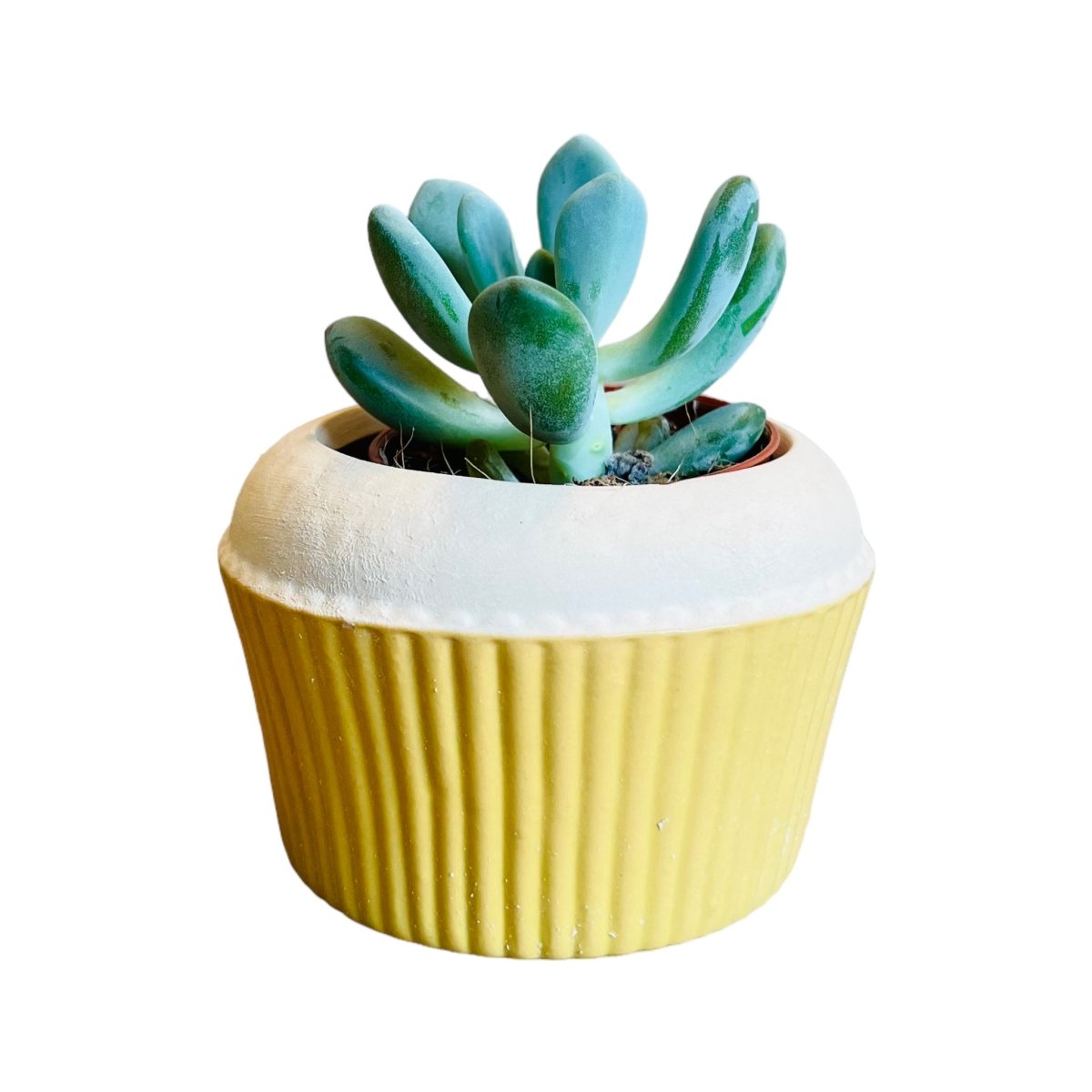 Cupcake Mini-Blumentopf - verschiedene Farben -KAKTOS