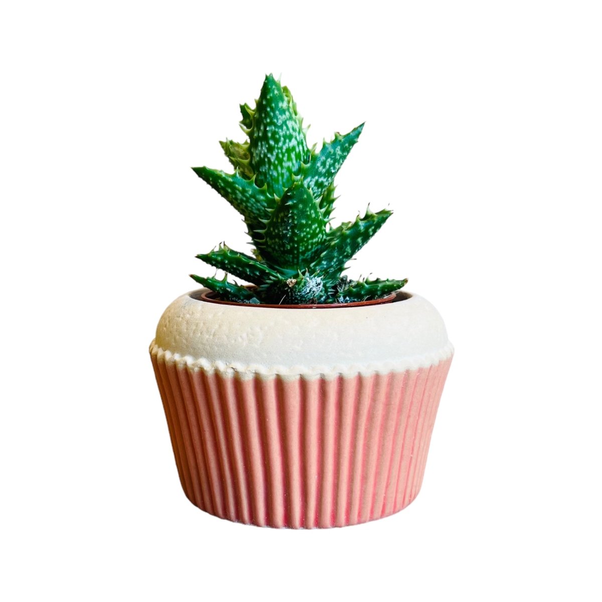 Cupcake Mini-Blumentopf - verschiedene Farben -KAKTOS