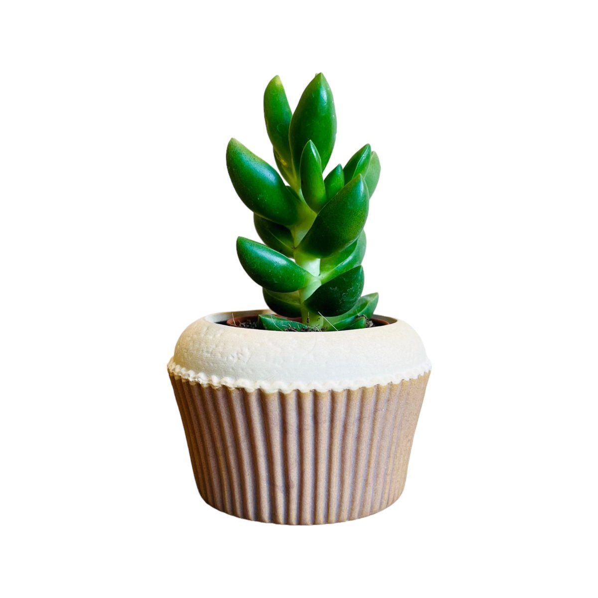 Cupcake Mini-Blumentopf - verschiedene Farben -KAKTOS