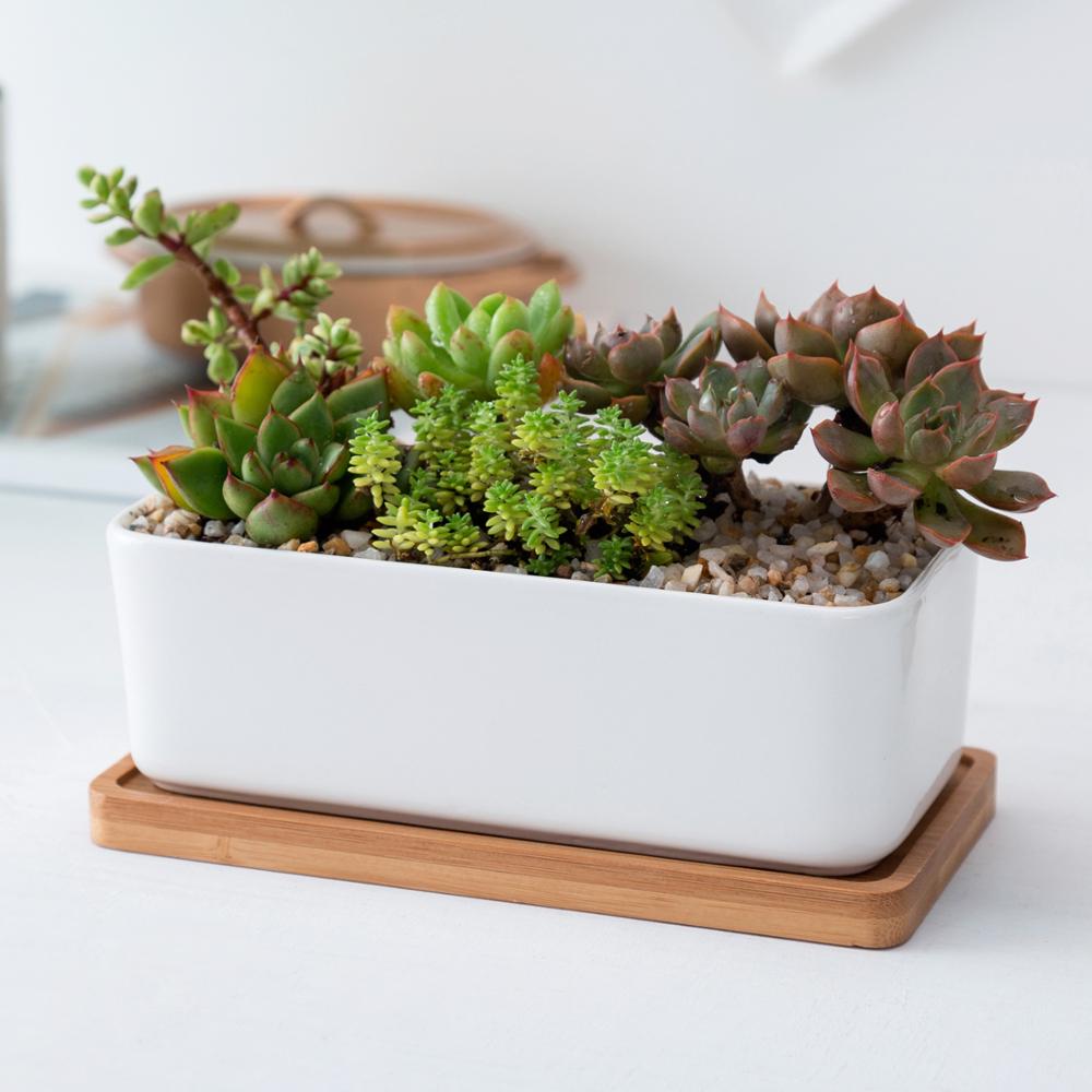 NORDIC Sukkulententopf, rechteckig, ca 16x8 cm mit Bambusuntersetzer -KAKTOS Pflanzen & Zubehör