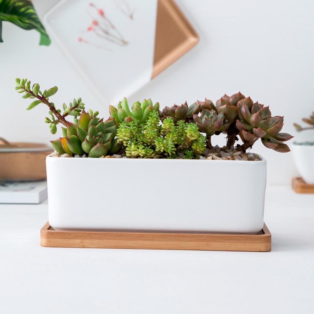 NORDIC Sukkulententopf, rechteckig, ca 16x8 cm mit Bambusuntersetzer -KAKTOS Pflanzen & Zubehör
