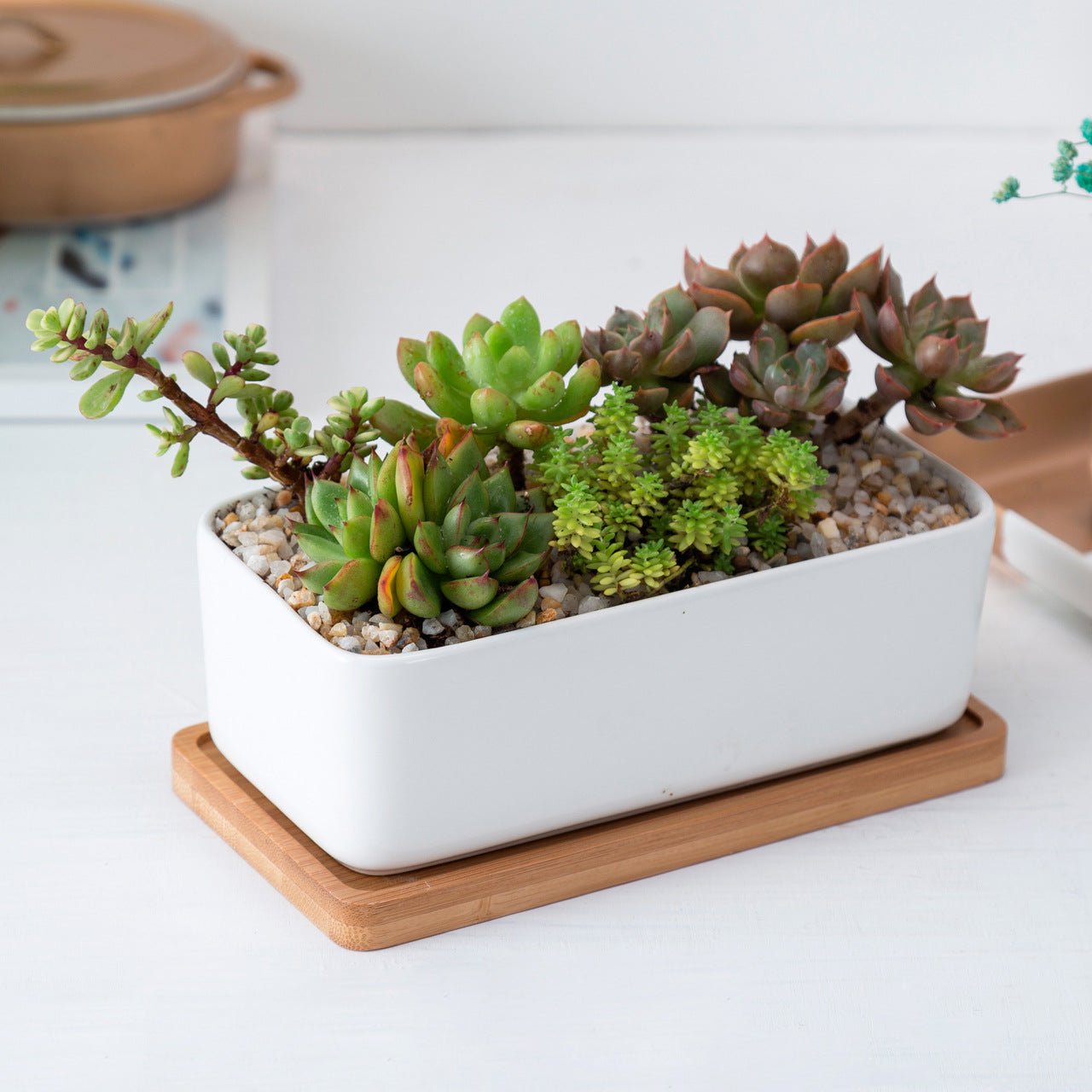 NORDIC Sukkulententopf, rechteckig, ca 16x8 cm mit Bambusuntersetzer -KAKTOS Pflanzen & Zubehör