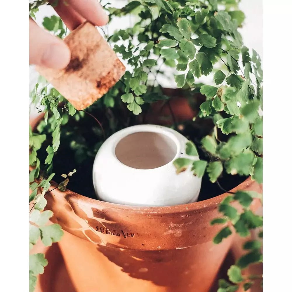 Olla Pepin - Celestine Blue -KAKTOS Pflanzen & Zubehör