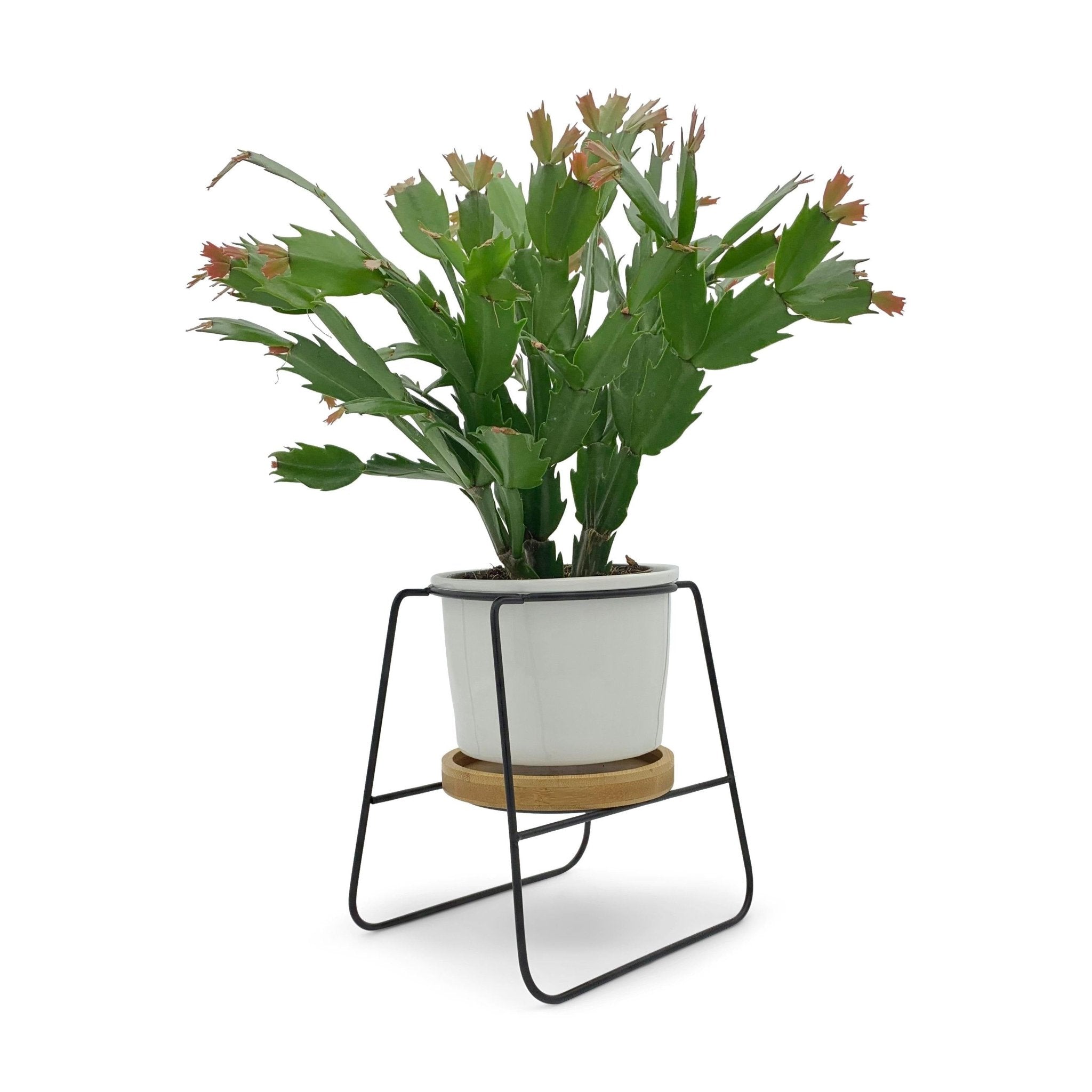 Oslo - Weißer Übertopf, Ø 11cm mit schwarzem Metallgestell und Bambusuntersetzer -KAKTOS Pflanzen & Zubehör