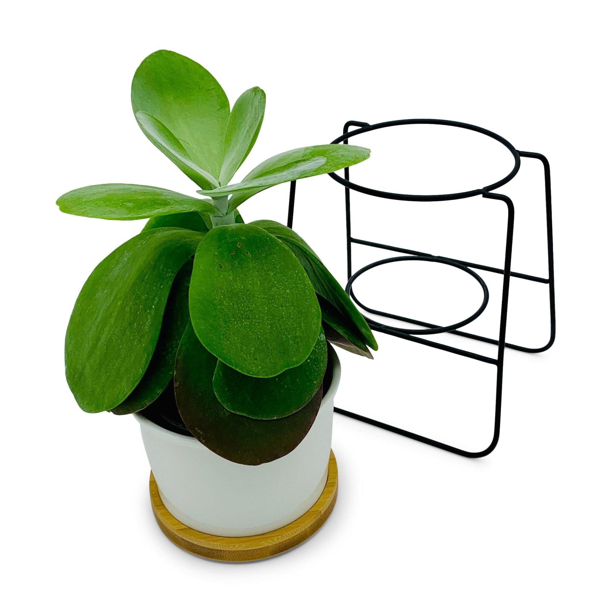 Oslo - Weißer Übertopf, Ø 11cm mit schwarzem Metallgestell und Bambusuntersetzer -KAKTOS Pflanzen & Zubehör