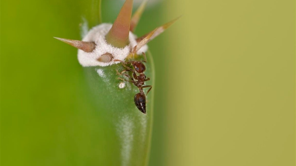 Effektive Bekämpfung von Ameisen in Zimmerpflanzen: Tipps und Tricks mit Neemöl - KAKTOS