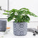 eleganter-beton-blumentopf-mit-nordischem-motiv-11cm-blau-grau-mit