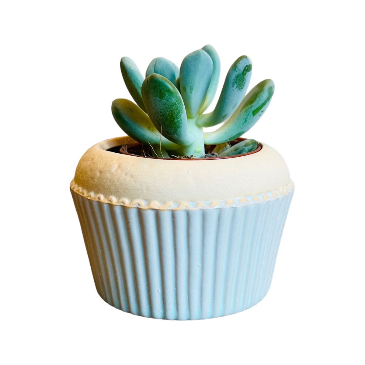 Cupcake Mini-Blumentopf - verschiedene Farben -KAKTOS