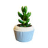 Cupcake Mini-Blumentopf - verschiedene Farben -KAKTOS